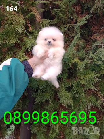 Мини Померани. Реални снимки от 19.12.25 год. , снимка 4 - Померан - 52731565