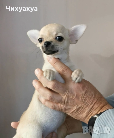 Чихуахуа мъжки и женски, снимка 3 - Чихуахуа - 41803190