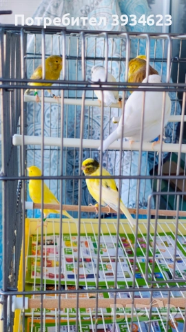 Продавам Канари Орфей , снимка 4 - Канари - 51960838