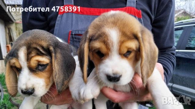 Бигъл Бигълчета , снимка 2 - Бигъл - 53751004