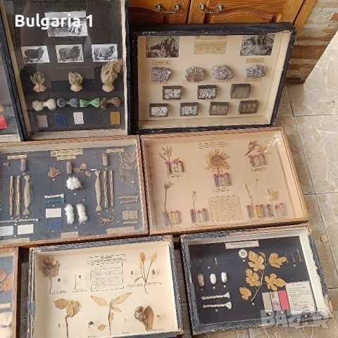 Учебни модели по Биология и География в дървена рамка със стъкло , снимка 3 - Антикварни и старинни предмети - 51689244