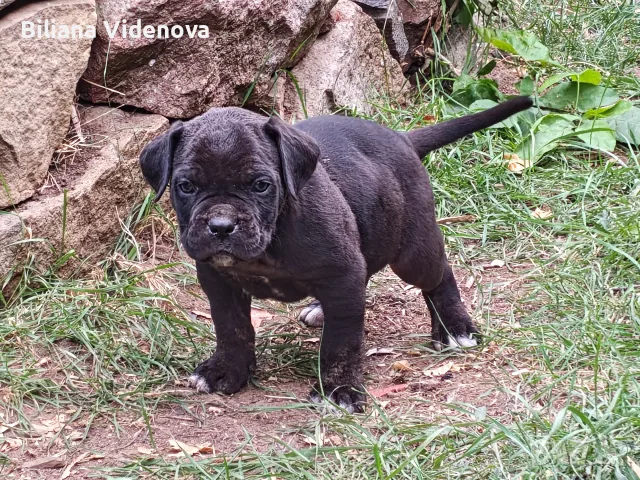 Продавам кученца Кане Корсо , снимка 9 - Кане корсо - 56329358
