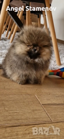 Померан,мини момченце с родословие!, снимка 4 - Померан - 53208827