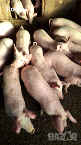 Продавам малки прасенца 