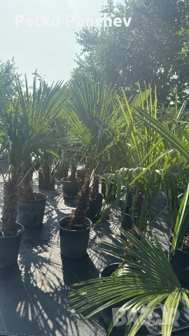 Палма Трахикарпус -22, снимка 8 - Градински цветя и растения - 50637983