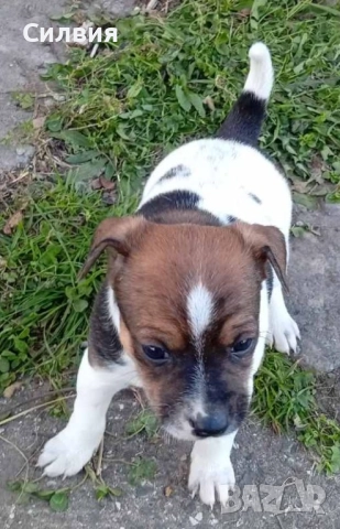 Кученце Джак Ръсел мъжко 
