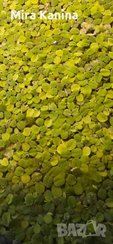 Аквариумно разстение - Salvinia Natans , снимка 3 - Градински цветя и растения - 52818202