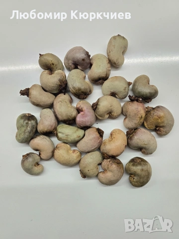 Кашу ядки за садене 