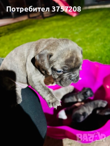 Френски булдог, снимка 3 - Френски булдог - 52565499