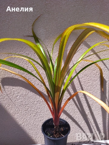 Палма Пандантус- рядко растение-, снимка 3 - Стайни растения - 54349225