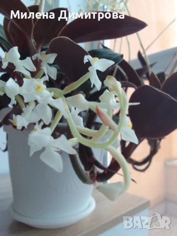 Лудизия Скъпоценна орхидея - Ludisia Discolor, снимка 9 - Стайни растения - 51258525