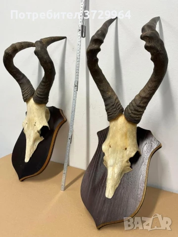 Африкански трофеи