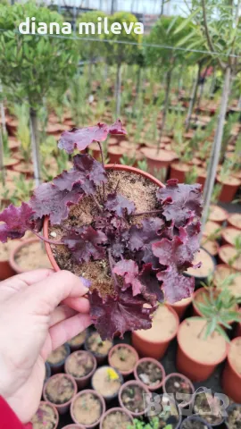  Хойхера Дворцово лилаво, Heuchera "Palace Purple"!!, снимка 11 - Градински цветя и растения - 46175493