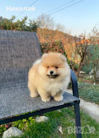 Померан момче със втора ваксина. Померанче, снимка 3 - Померан - 53875241