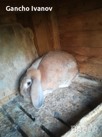 Продавам зайци... , снимка 6 - Други животни - 52702154