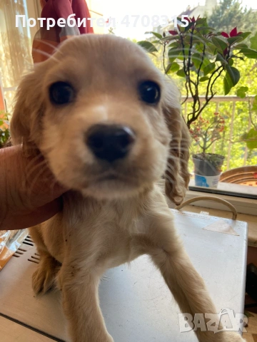 Кокер шпаньол английски момче 2 ваксини, снимка 5 - Кокер шпаньол - 54330722