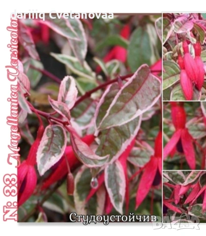 Фуксия за Градинска3.85€ и Каскадна 2.90€, снимка 11 - Градински цветя и растения - 54205891