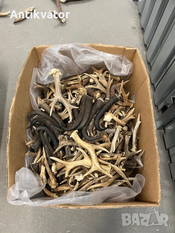 Рога от елен и сръндак, снимка 4 - Други - 50470006