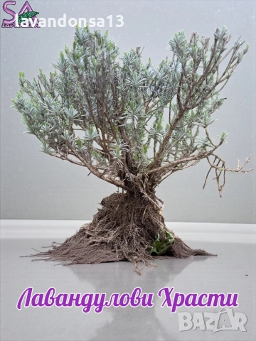 Разсад Лавандула Севтополис, Лавандин и Маслодайна Роза | Директно от производител, снимка 4 - Разсади - 30787134