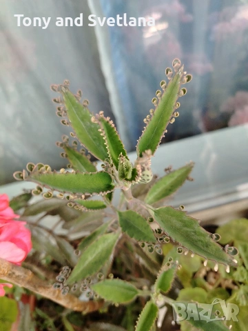 Каланхое Дегремонтиана 