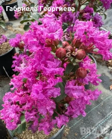 Индийски люляк , снимка 2 - Градински цветя и растения - 50886970