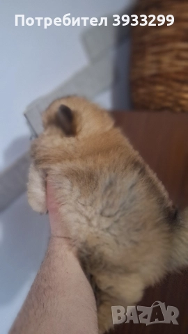 Померан мини померанче момче, снимка 3 - Померан - 52328942