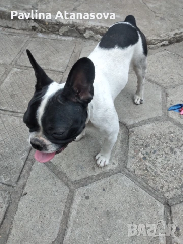 Продавам френски булдог , снимка 1