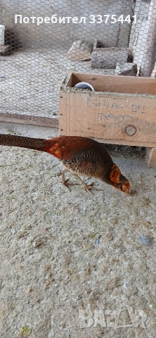 млади мъжки червено-златни фазани, снимка 4 - други­ - 53099190