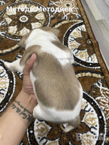 Френски булдог, снимка 2 - Френски булдог - 53106994