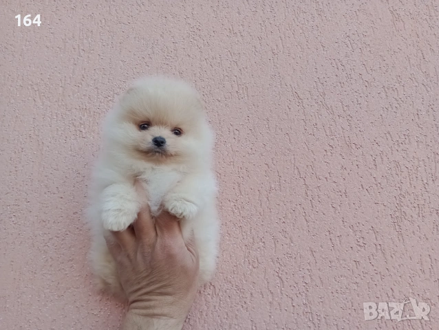 Померани. Реални снимки !!! , снимка 7 - Померан - 54144368