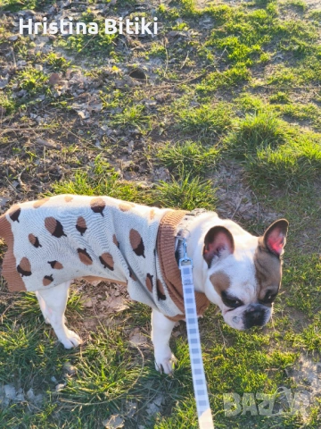 Продавам френски булдог мъжки, снимка 6 - Френски булдог - 54224947