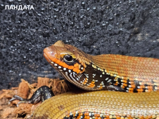 Oгнен Сцинк Двойка, снимка 3 - Други - 51453847