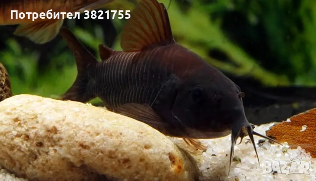 Сомче, сомче coridoras venezuela black, черен коридорас, снимка 2 - Рибки - 52186595