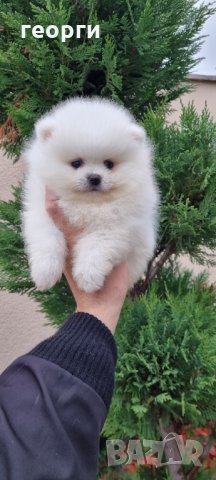 Померан, снимка 3 - Померан - 34914787