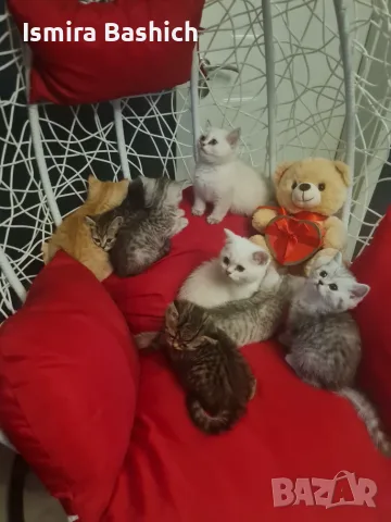 Британски късокосмести 