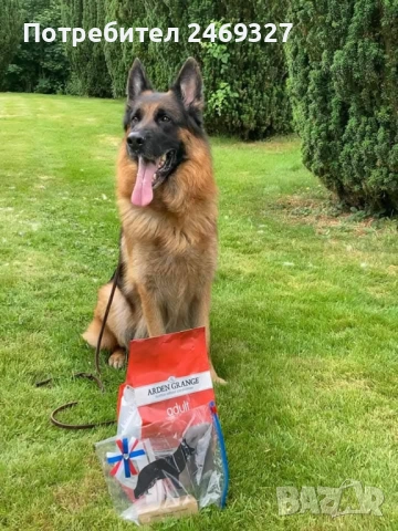 Немска овчарка Женска, снимка 1