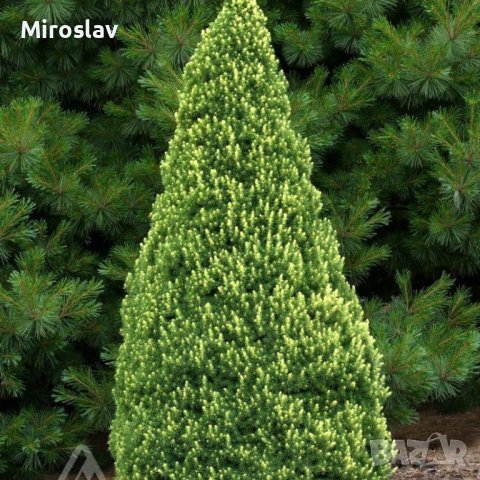 Мини Смърч Коника(шарен), снимка 1