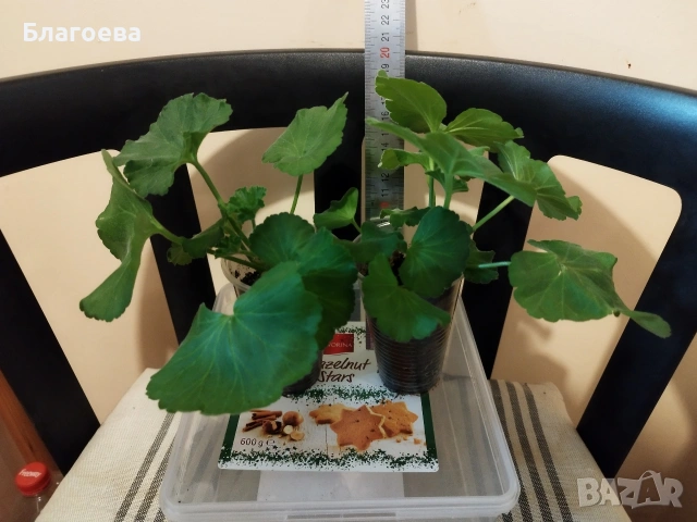 Мушкато розово-бяло , снимка 2 - Стайни растения - 53249148