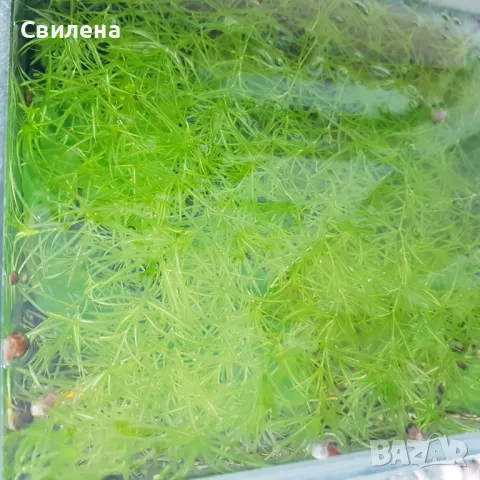 Плаващ роголистник, Анубиас нана, снимка 2 - Аквариуми - 49810662