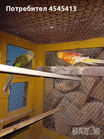 Папагали вълнисти, корели и какарики Смеещи се гугутки, снимка 13 - Папагали - 52896846