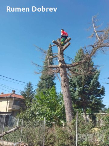 Професионално почистване на всякакви буренясали парцели, градини и къщи, дворове и всякакви други пл, снимка 9 - Други услуги - 32455705