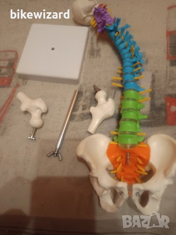 Гъвкав модел на човешки гръбнак с анатомични гръбначни нерви за студенти по медицина и преподаватели, снимка 3 - Медицинска апаратура - 52768595