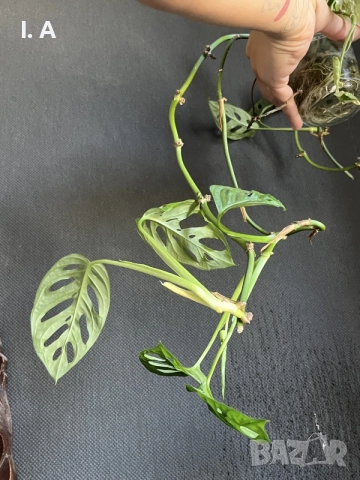 Коренче Monstera Adansonii, снимка 2 - Стайни растения - 55801153