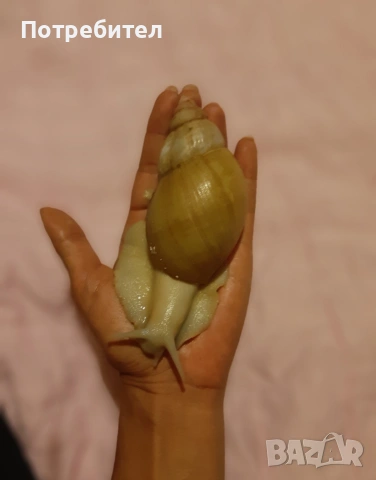 гигантски охлюви, снимка 3 - Терариуми и оборудване - 53269674