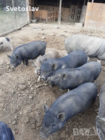 Заплодени свине майки 2 броя, снимка 13 - Прасета - 34457347