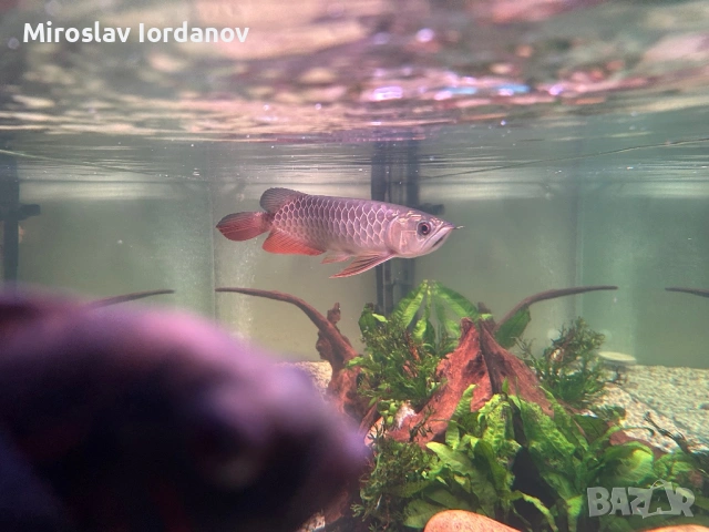 Arowana RTG, снимка 6 - Рибки - 54100964