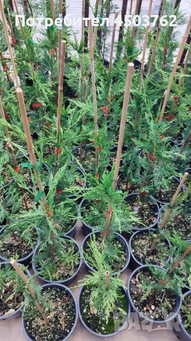 Купресоципарис Лейланди, снимка 3 - Градински цветя и растения - 50672658