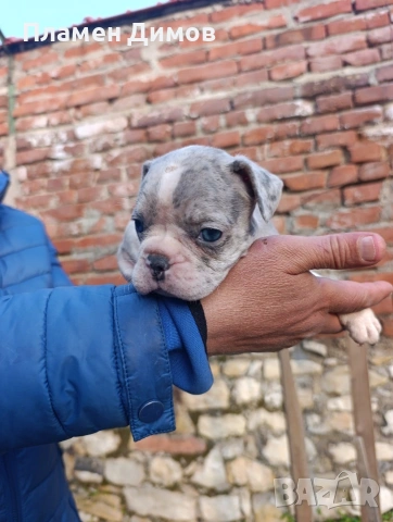 френски булдог синьо , снимка 11 - Френски булдог - 53878507