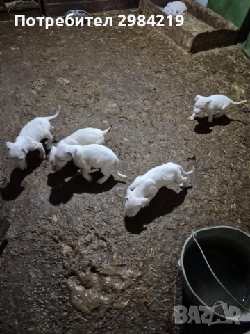 Дого Аржентино, снимка 2 - Дого аржентино - 52401620