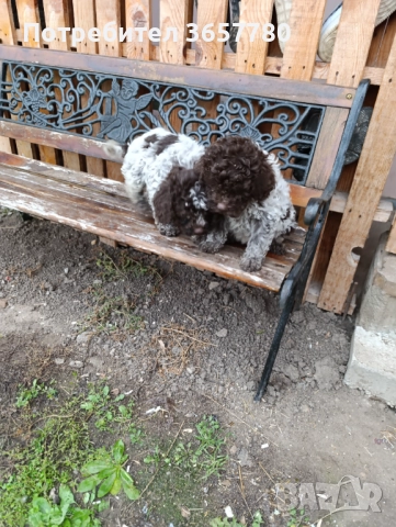 Логото романоел, снимка 3 - Шпаньоли - 52889856